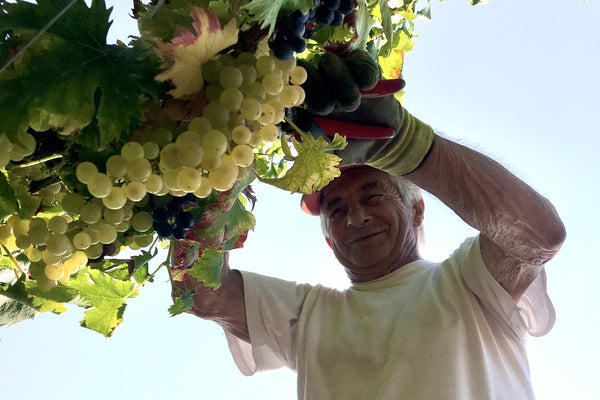 I NOSTRI VINI E LE NOSTRE COSE GUSTOSE – Poderi Roccanera